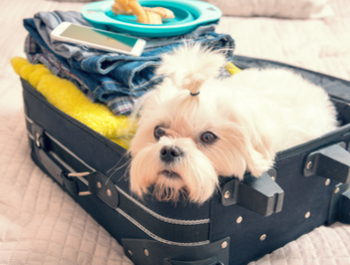 Is your pet travelling with you?